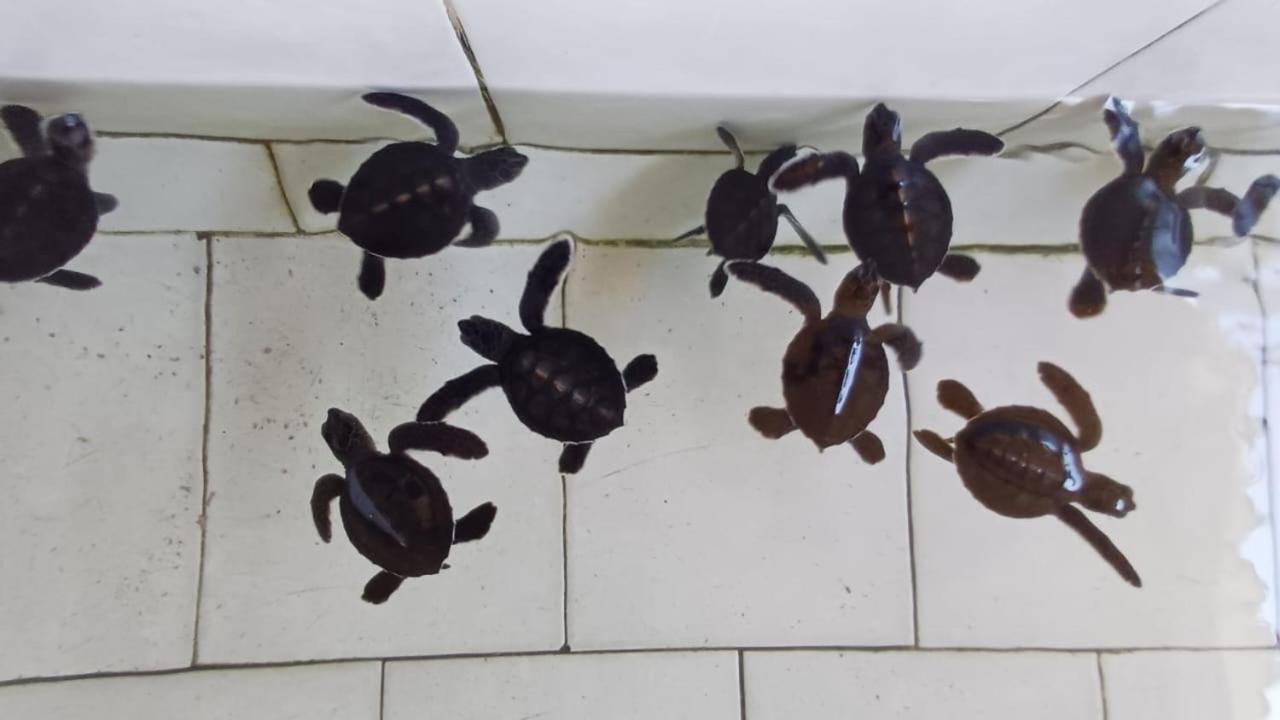The Beach Bungalows & Turtle Sanctuary Pemuteran Eksteriør bilde